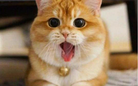 小猫拉稀呕吐该怎么办