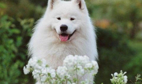 萨摩耶幼犬一个月图片