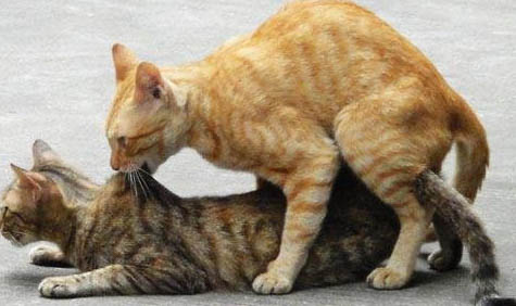 猫瘟几天后会有所好转