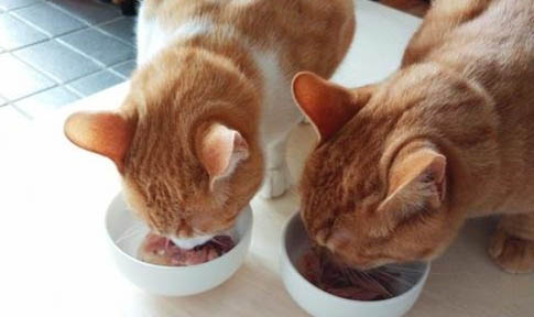 成年猫一天吃多少克猫粮