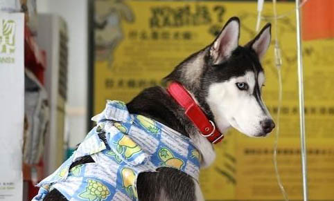 狗狗大便有哪些危害?