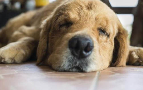 狗狗腹部积水吃利尿片