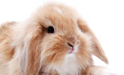 垂耳兔可以吃胡萝卜吗