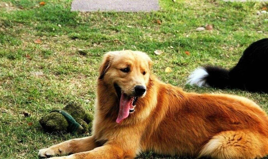 金毛犬可以吃米饭吗