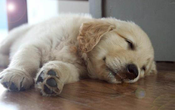 怎样辨别金毛犬纯不纯？