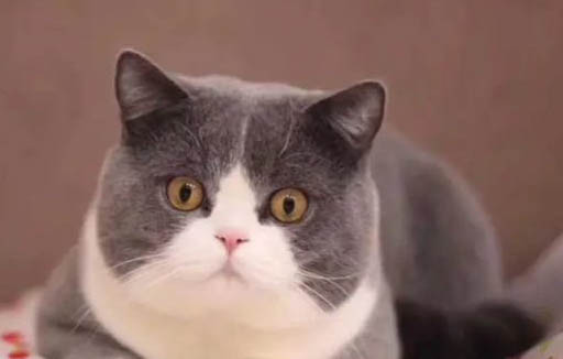 猫咪可以吃葡萄吗