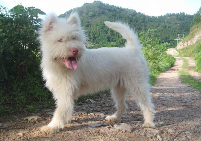 下司犬的眼睛