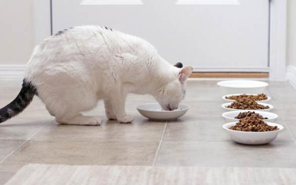 猫咪有哪些禁忌的食物