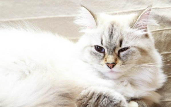 猫咪老流眼泪怎么回事儿