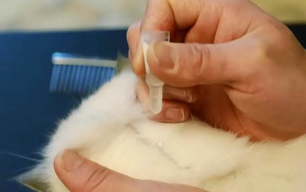 猫咪为什么不能吃虾?