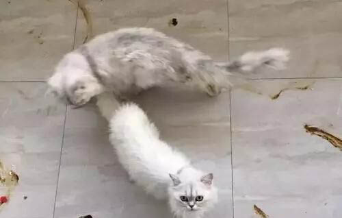 狗狗感染弓形虫症状有哪些
