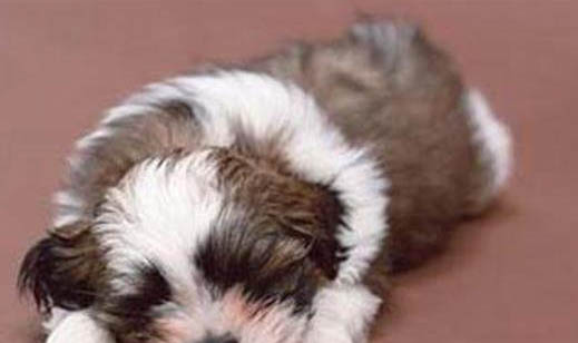 犬瘟狗不治能活多久