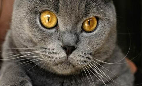 猫咪拉稀有哪些原因