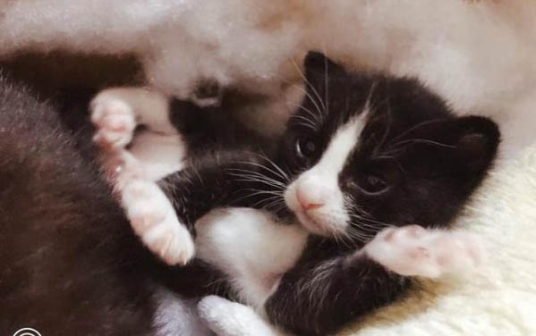 小猫尿路感染初期症状都有哪些