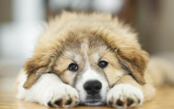 两个月小狗犬瘟是什么症状
