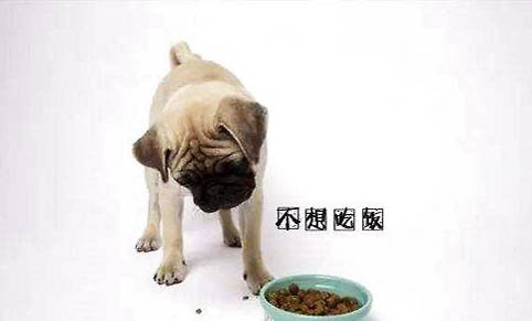 冬季狗狗常见的疾病有哪些