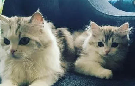 猫咪不吃东西还吐了是怎么回事?