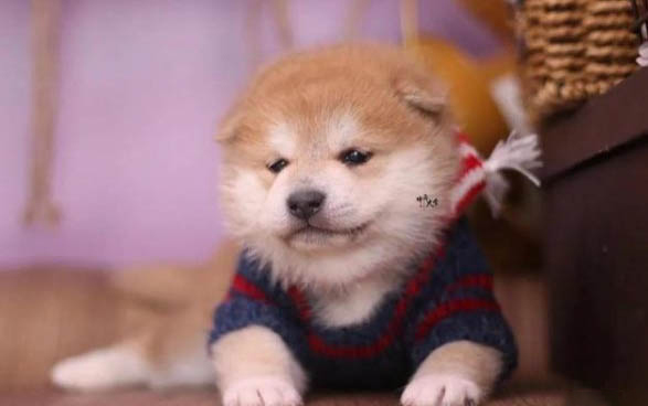 柴犬的尾巴卷了两圈是纯的吗