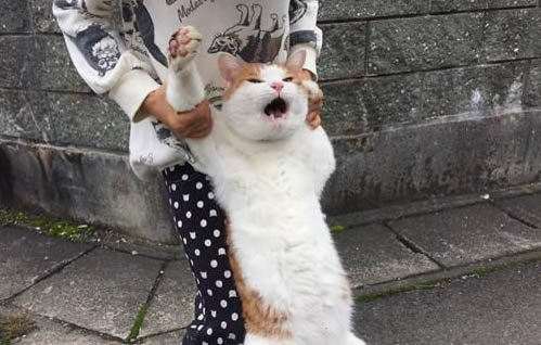 猫咪为什么全身没力气发情了