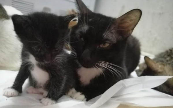 猫咪肝损伤有哪些症状