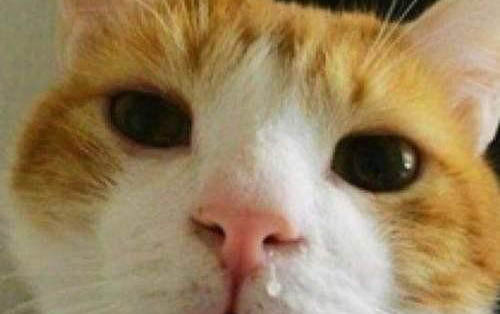 小猫经常打喷嚏怎么回事