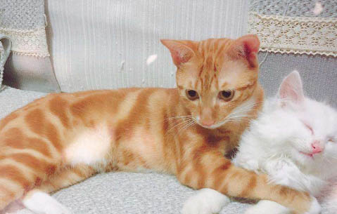 猫咪会跳窗户吗