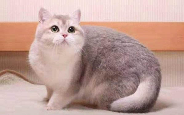 猫咪需要经常换猫粮吗