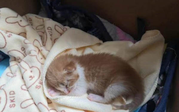 猫生了小猫之后应该给吃什么?