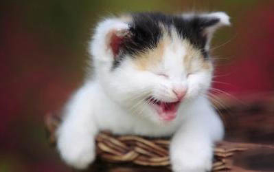 猫咪总是发出咕噜咕噜的声音是怎么回事