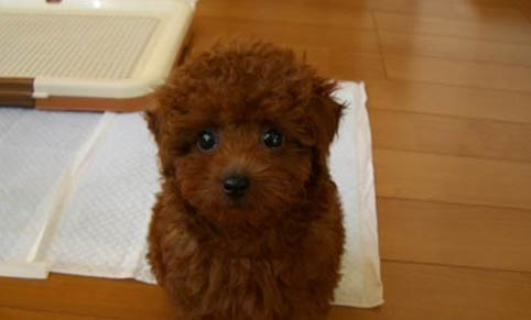 泰迪犬训练站立