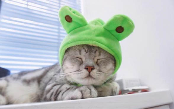 小猫感冒了流鼻涕怎么办?