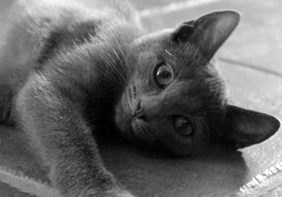 科拉特猫发烧怎么处理