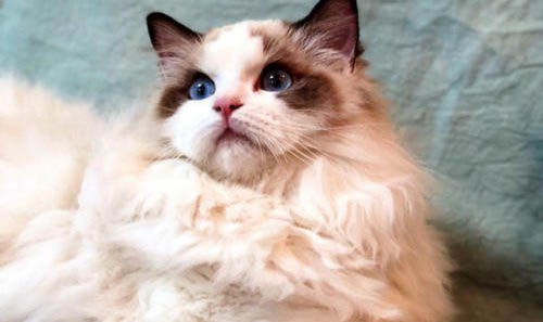 布偶猫哪个颜色颜色最贵布偶猫的特征