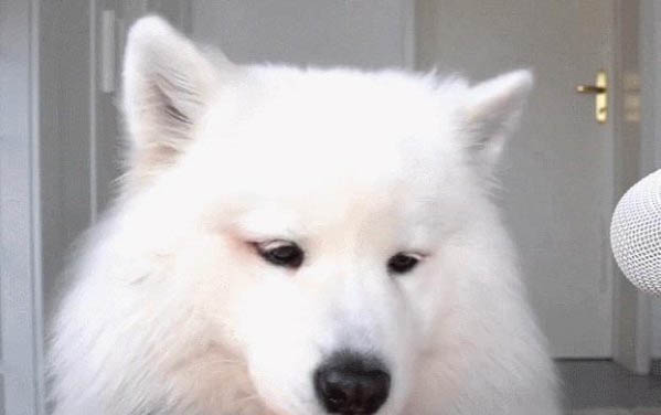 萨摩耶和哈士奇哪个好