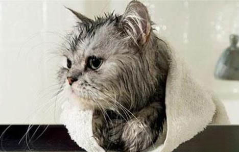 为什么养的猫咪总是咬人呢