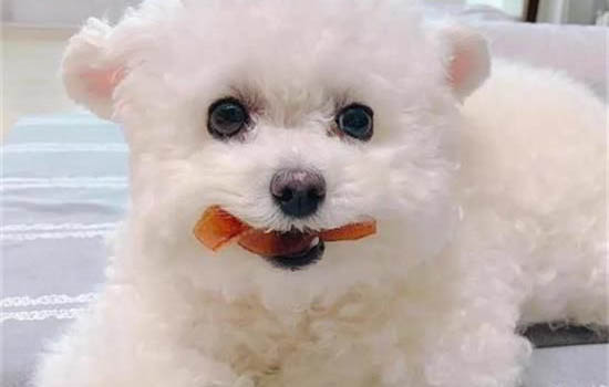 狗生产前最明显的特征有哪些