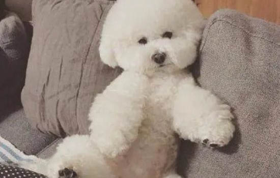 怎么看出比熊是不是暴毛了?