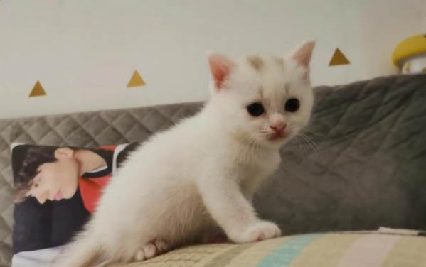 小猫便秘怎么按摩