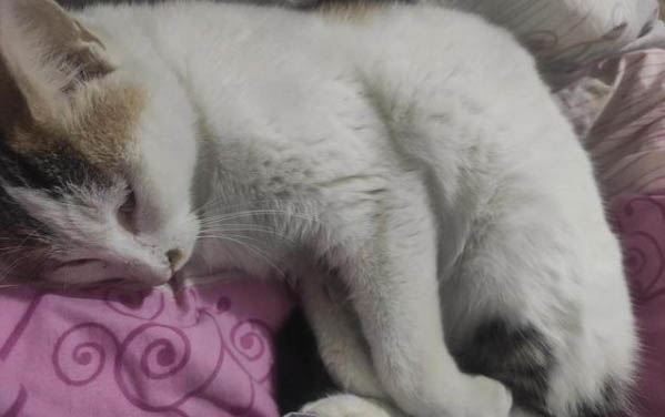 带猫出去玩的注意事项