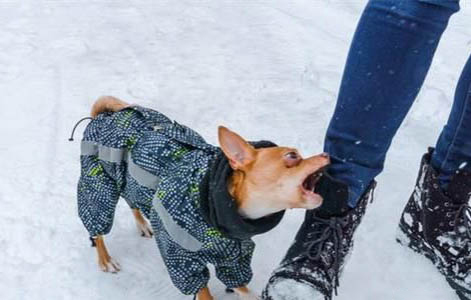 吉娃娃犬为啥不喜欢喝水?