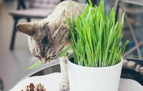 没有毛的猫都叫什么品种