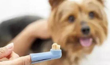 狗得犬瘟热加细小病毒能活多久