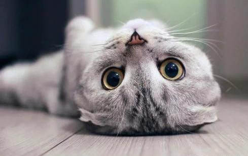 猫咪为什么会得猫廯