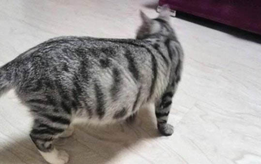 两只猫一只得了猫藓怎么隔离