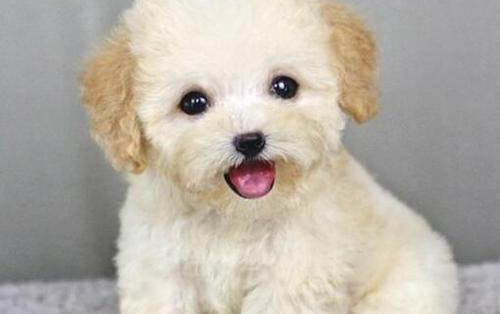 泰迪犬呕吐怎么治疗
