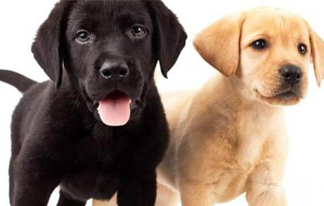 拉布拉多犬怀孕到生大概要多久