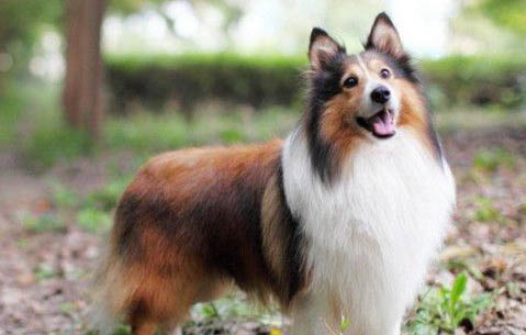 喜乐蒂牧羊犬可以吃龙眼吗