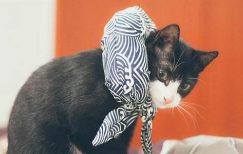 猫吃吐了的原因及处理方法