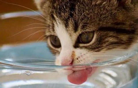 猫咪中耳炎怎么治疗?