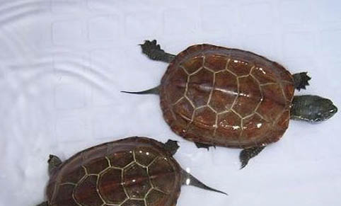 金线草龟和普通草龟的区别